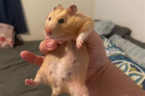 How to Know when Your Hamster Is Pregnant (with Pictures)